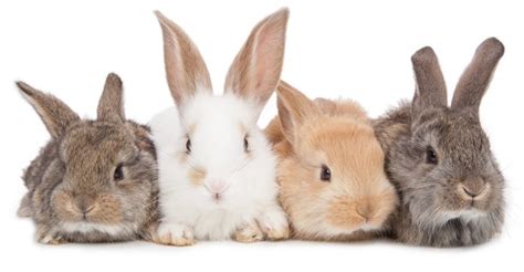 Rabbit Colors - The Range Of Bunny Colors And Have They Are Formed