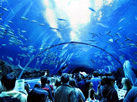 The Georgia Aquarium | Series 'The coolest and largest oceanariums in the world' | OrangeSmile.com