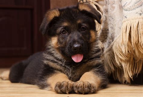 German Shepherd Training Beginner's Guide - The Dog Training Secret - The Dog Training Secret