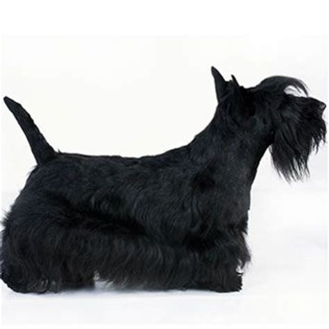 Scottish Terrier haircut | Scotties | Pinterest