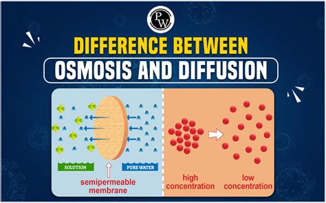 Difference Between Osmosis And Diffusion With Examples