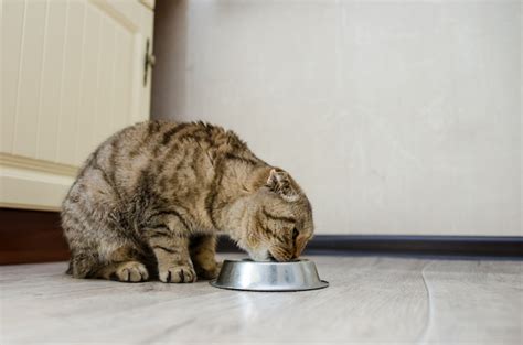 Premium Photo | Scottish fold eats dry food from a bowl