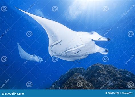 Manta Ray Scuba Diving in Maldives Stock Photo - Image of diver, ocean ...