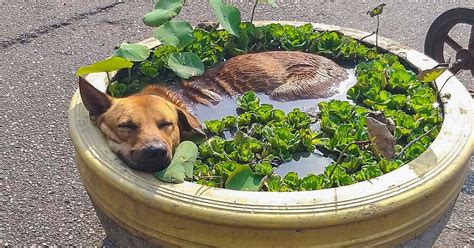 15+ Super-Chill Animals That Reached the Ultimate Level of Relaxation / Bright Side