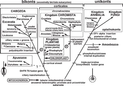 [PDF] Protist phylogeny and the high-level classification of Protozoa ...