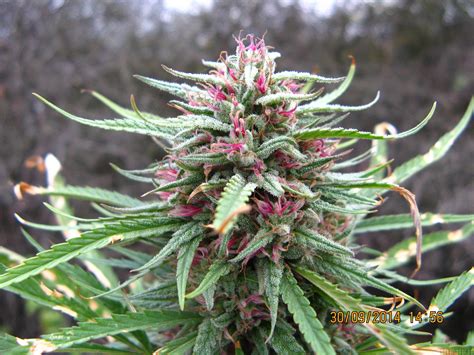 Serious 6 (by Serious Seeds) :: SeedFinder :: Strain Info