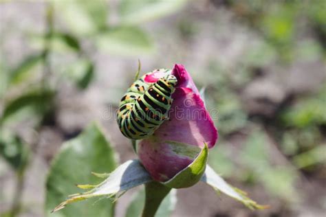 Green Caterpillar on a Rose Stock Image - Image of insect, leaves: 149280553