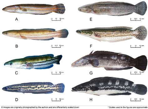 Channa Punctatus Classification • Bloraupdate™