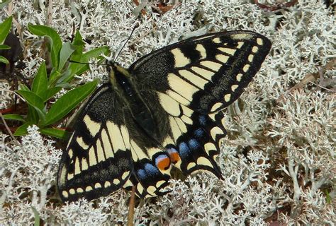 Old World Swallowtail and Oregon Swallowtail Butterfly, description ...