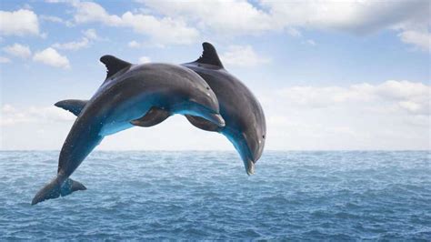 Dolphin and Porpoise Conservation