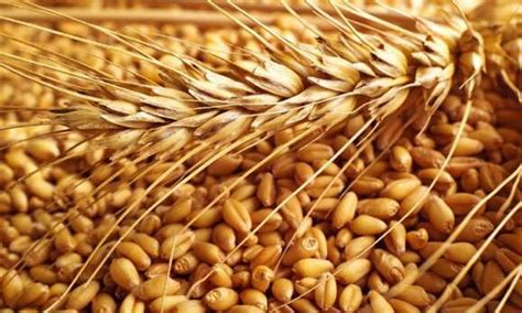 Egypt approves India as wheat supplier: Piyush Goyal | NewsTrack English 1