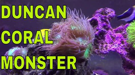 duncan coral growth - YouTube