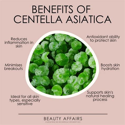 What is Centella Asiatica? | Skin care recipes, Skin care benefits ...