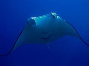 Manta Ray Habitat