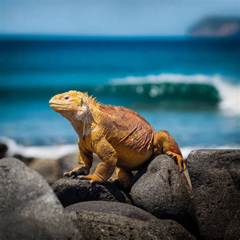 Galapagos land iguana. by 8moments on DeviantArt