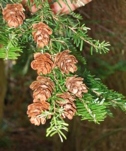 Western Hemlock, Tsuga heterophylla | Native Plants PNW