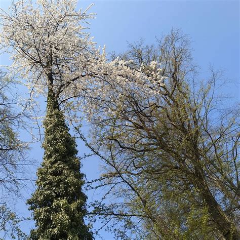 Even though these climbing ivy vines look very beautiful on trees, they are parasitic and can ...