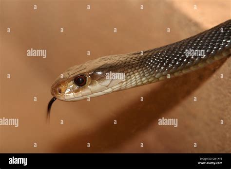 The Coastal Taipan Snake, Oxyuranus scutellatus, found in Australia and ...