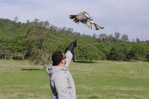 Falconry Experience & Classes- Falconry Experience