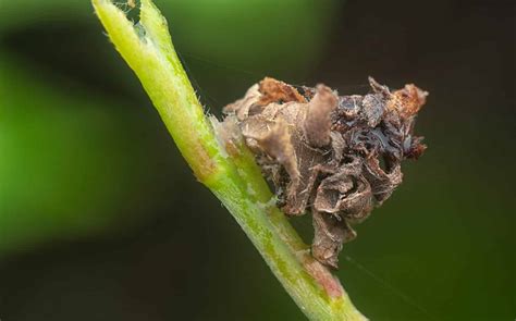 Bagworm Moth Caterpillar Pictures - AZ Animals