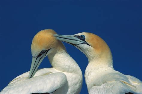 Northern Gannet | Facts, pictures & more about Northern Gannet