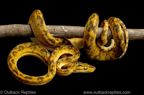 Yellow amazon tree boa | Outback Reptiles