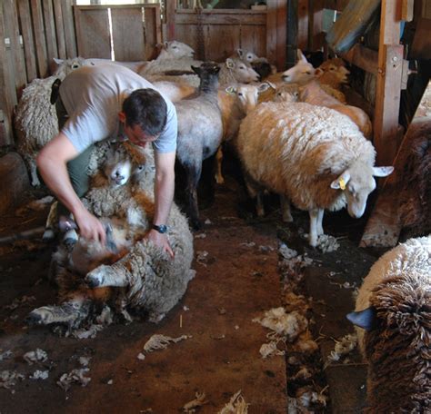 Sheep Shearing