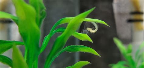 Developing Texas blind salamander egg in the foreground and egg case of... | Download Scientific ...