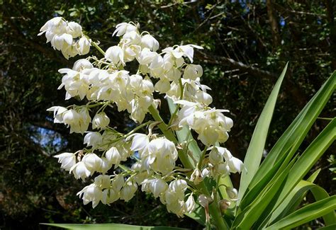 Yucca Flower Flor De Izote | Best Flower Site