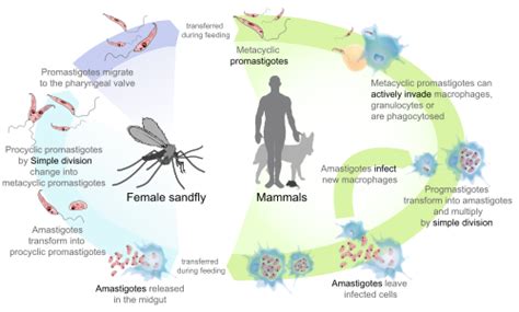 Leishmaniasis - Simple English Wikipedia, the free encyclopedia