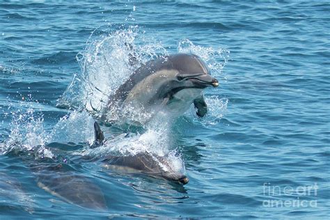 Common Dolphin splash while Leaping Photograph by Loriannah Hespe