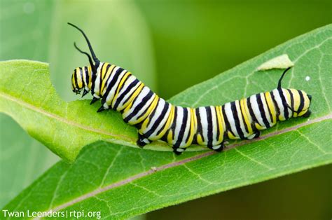 Monarch caterpillar | The Roger Tory Peterson Institute of Natural History