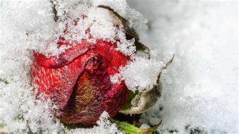 Snow and ice macro on Behance