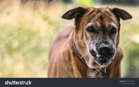 3,284 Snarling dog Images, Stock Photos & Vectors | Shutterstock