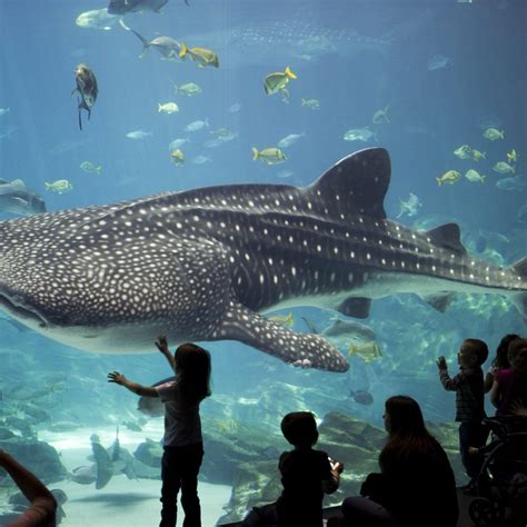 Georgia Aquarium Whale Shark - Georgia Aquarium Tickets, Photos, Hotels Near [Atlanta] ️