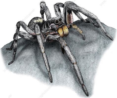 Carolina wolf spider, Illustration - Stock Image - C027/4730 - Science Photo Library