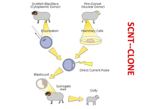 PPT - STEM CELL PowerPoint Presentation, free download - ID:431578