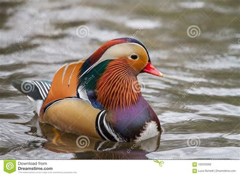 Male mandarin duck stock photo. Image of birdwatching - 102203262