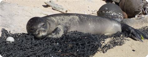 Know Your Ocean: Conservation of the Hawaiian Monk Seal: Efforts to Save a Species - Maui Nui ...