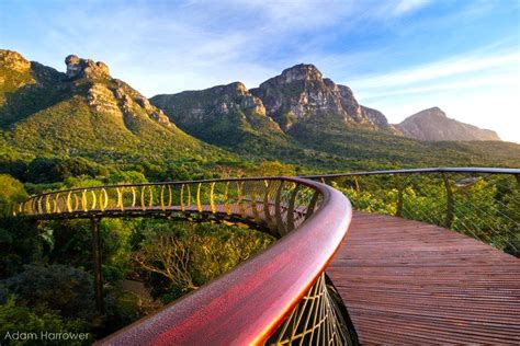 Snaking through Kirstenbosch Gardens on the “Boomslang” – A New Aerial Walkway - TravelGround Blog