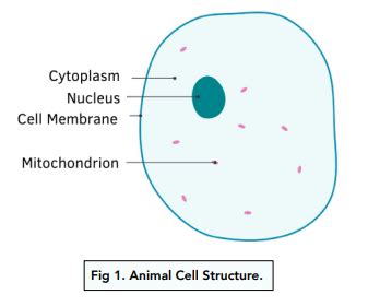 Ribosomes In A Animal Cell