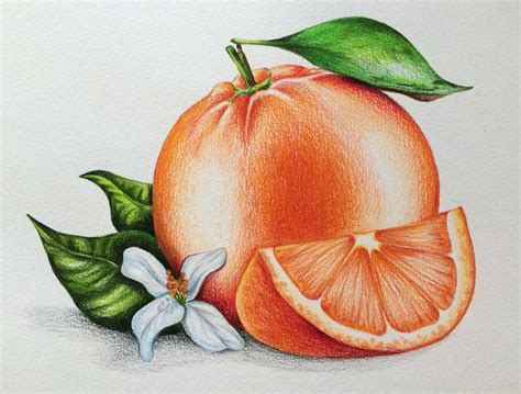 a drawing of an orange with leaves and flowers