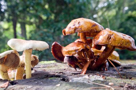 ‌6 ‌Easy‌ ‌Edible‌ ‌Mushroom‌ ‌Identification‌ ‌Tips‌