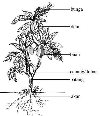 Struktur Tanaman Mangga – Brain