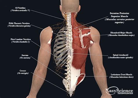 Human Body Organs Diagram Back View : Male Anatomy Diagram Back View ...