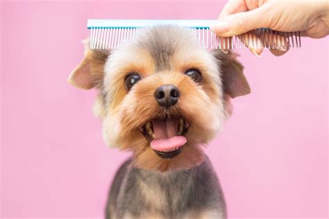 Questi cagnolini si godono un cambio look dal parrucchiere - Foto e ...