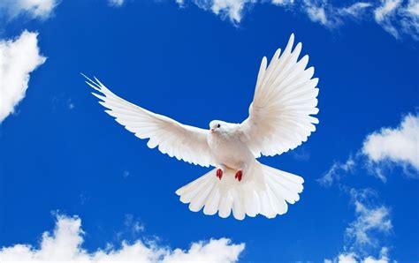 Peace Dove | Peace White Dove Flying In Blue Sky And Photo High ...