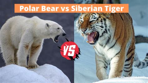 Polar Bear vs Siberian Tiger Fight: Who Will Win? - Animal Hype