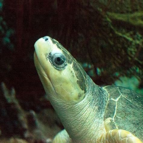 Discovering the Olive Ridley Sea Turtle: A Fascinating Creature