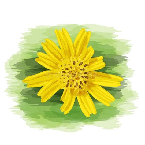 Close Up Yellow Wild Daisy with Watercolor Painting on Vector Art ...